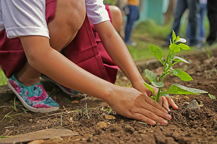 tree plantation paragraph